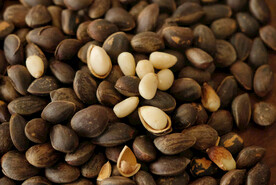 美味松子摄影素材