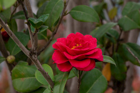茶花