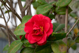 茶花 