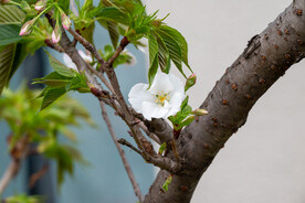 樱桃花 