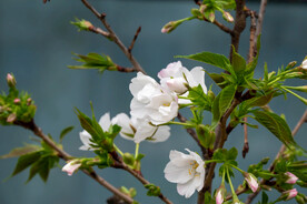 樱桃花