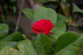 茶花 