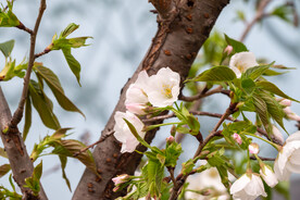 樱桃花
