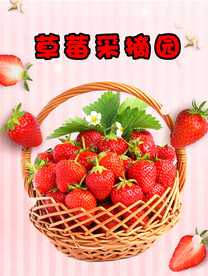草莓采摘