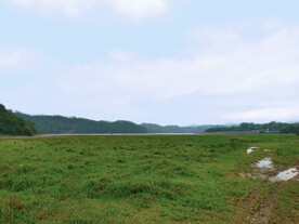 绿色草地