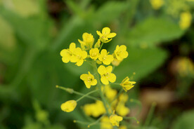 黄色菜花
