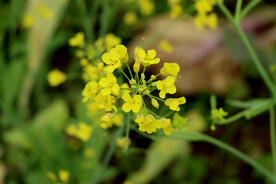 黄色菜花