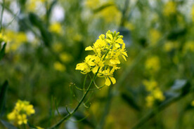 黄色菜花