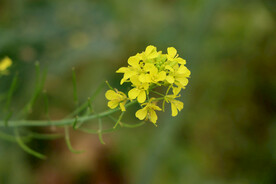 黄色菜花