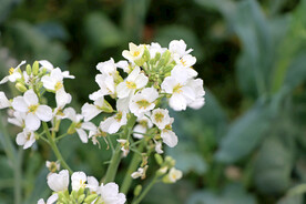白芥兰花
