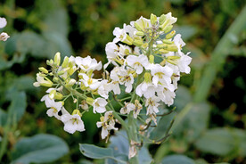 白芥兰花