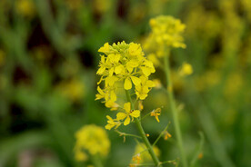 黄色菜花