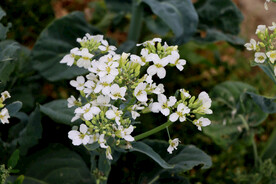 白芥兰花