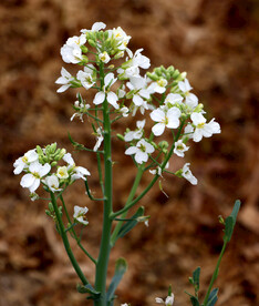 白芥兰花