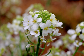 白芥兰花