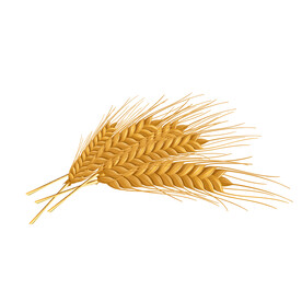 麦穗