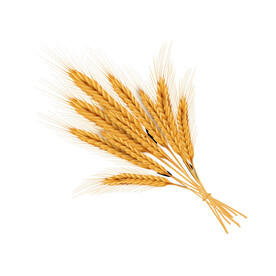 麦穗