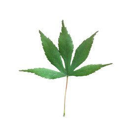 树叶