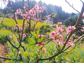 桃花