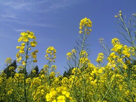油菜花