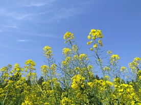 油菜花