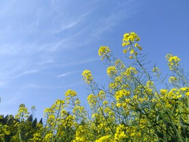 油菜花