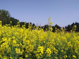 油菜花