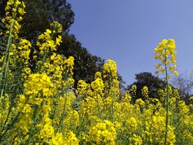 油菜花