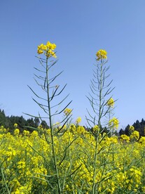 油菜花