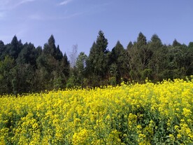 油菜花