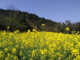 油菜花