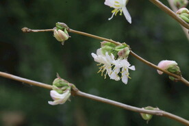 郁香忍冬  