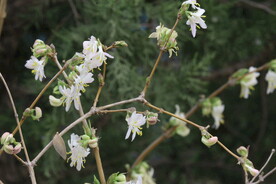 郁香忍冬  