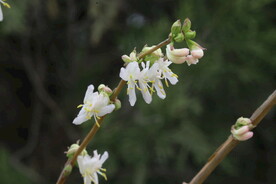 郁香忍冬 