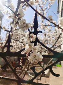 杏花 