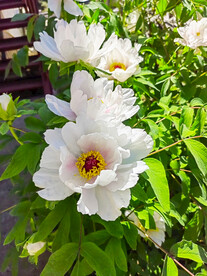 白色牡丹花