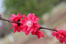 桃花