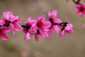 桃花