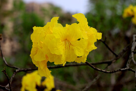 风铃花