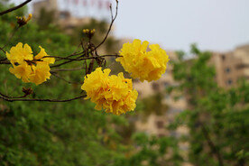 风铃花