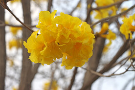 风铃花