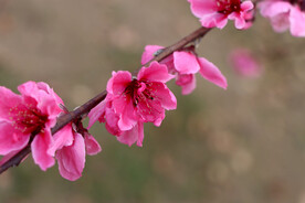 桃花