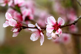 桃花 