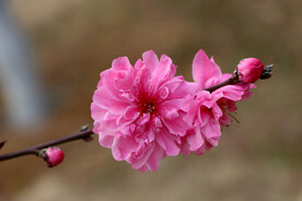 桃花