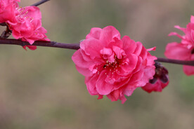 桃花 