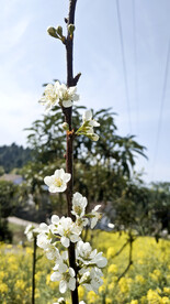 李花
