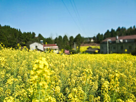 油菜花