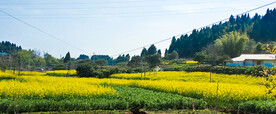 油菜花