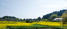 油菜花