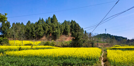 油菜花